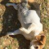Noel - 4 anni (nata indicativamente ad Agosto 2021)  - Beagle  - Taglia: Medio piccola – anche se devo perdere peso Foto 2